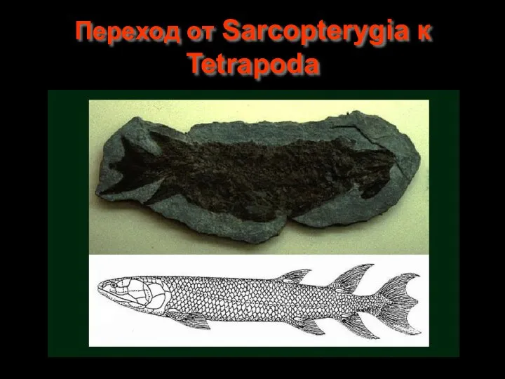 Переход от Sarcopterygia к Tetrapoda