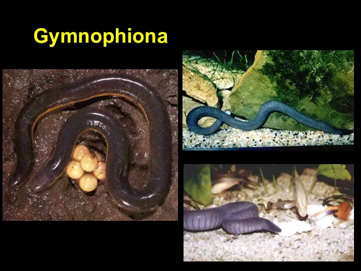 Gymnophiona