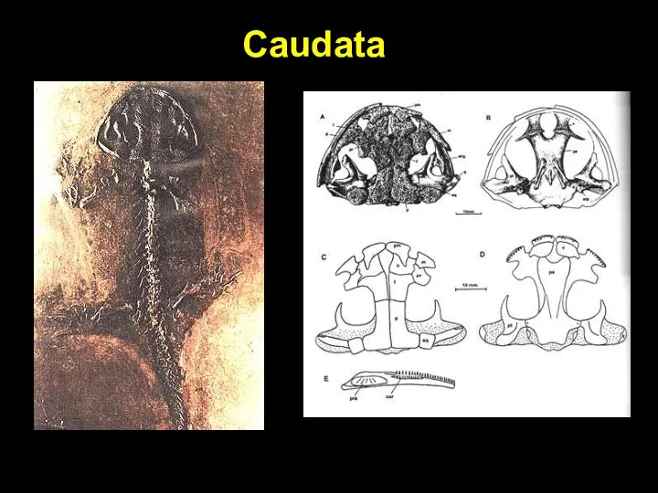 Caudata