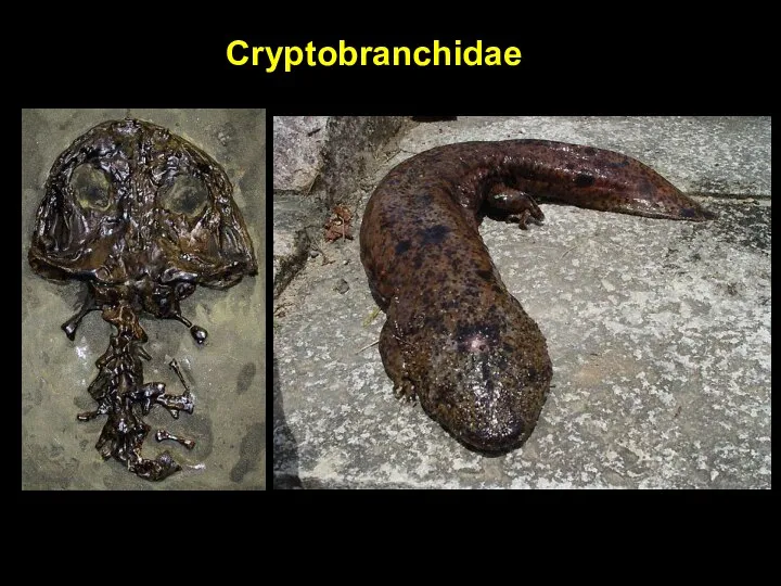 Cryptobranchidae
