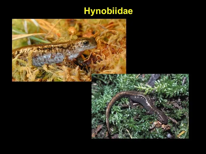 Hynobiidae