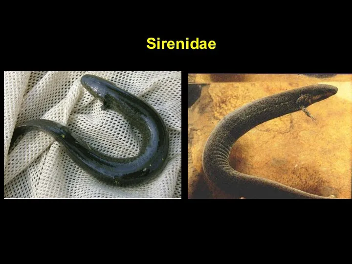 Sirenidae