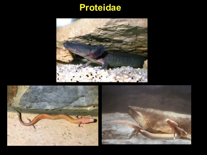 Proteidae