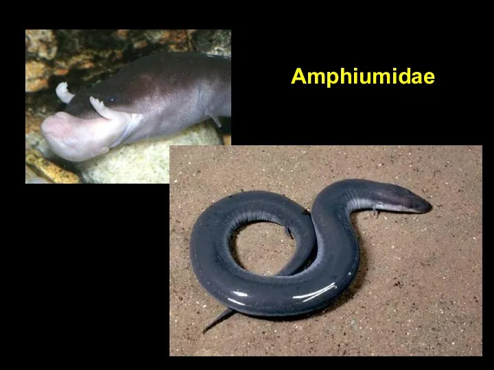 Amphiumidae