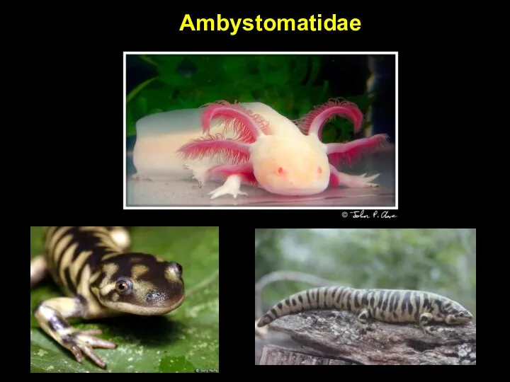 Ambystomatidae