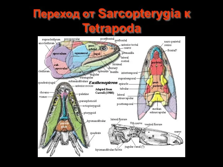 Переход от Sarcopterygia к Tetrapoda