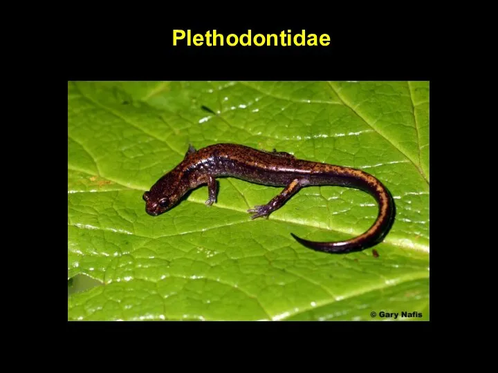 Plethodontidae