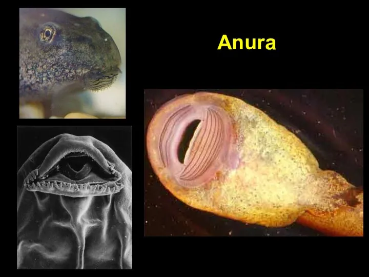 Anura