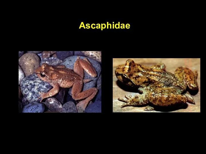 Ascaphidae