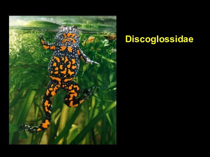 Discoglossidae