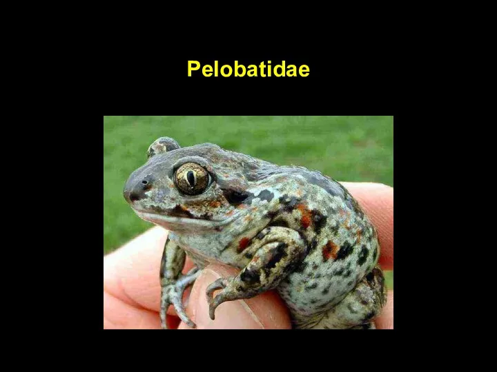 Pelobatidae