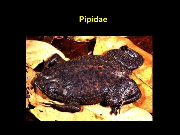 Pipidae