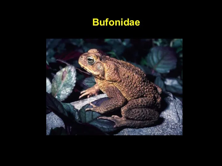 Bufonidae