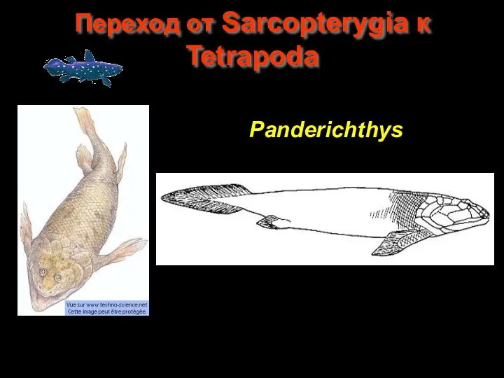 Переход от Sarcopterygia к Tetrapoda Panderichthys