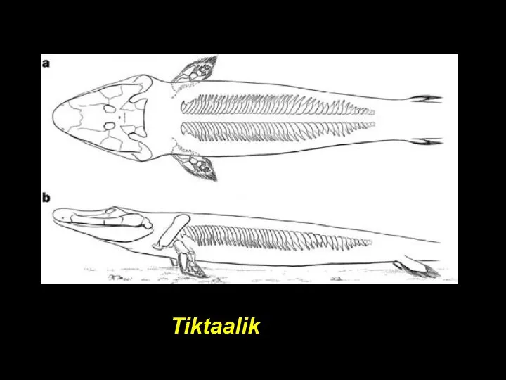 Tiktaalik