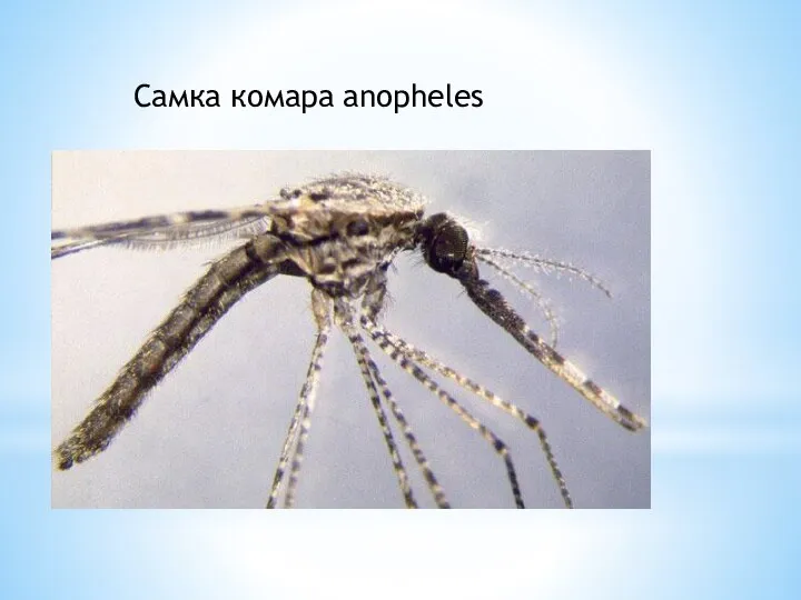 Cамка комара anopheles