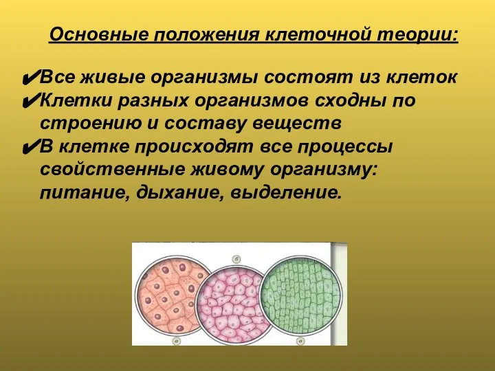 Основные положения клеточной теории: Все живые организмы состоят из клеток Клетки разных