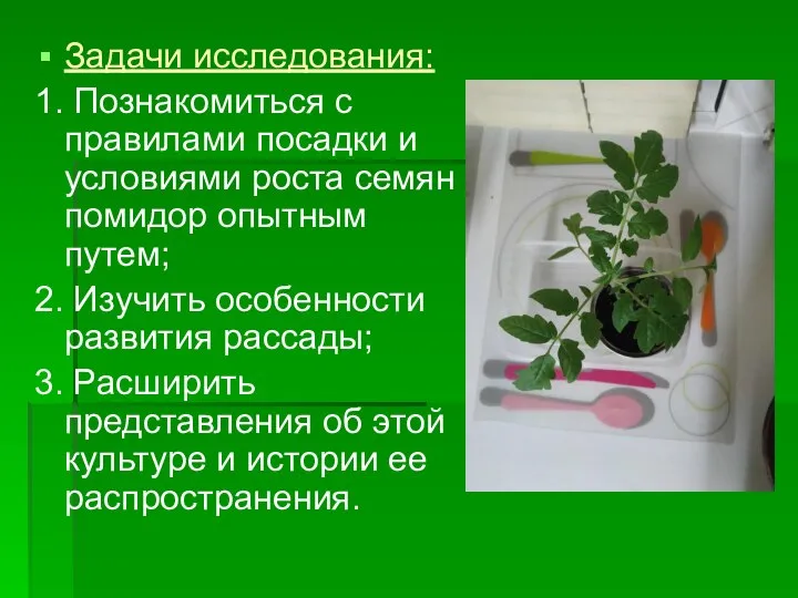 Задачи исследования: 1. Познакомиться с правилами посадки и условиями роста семян помидор