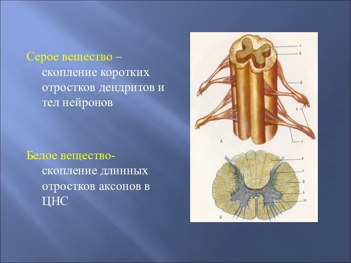 Серое вещество – скопление коротких отростков дендритов и тел нейронов Белое вещество-