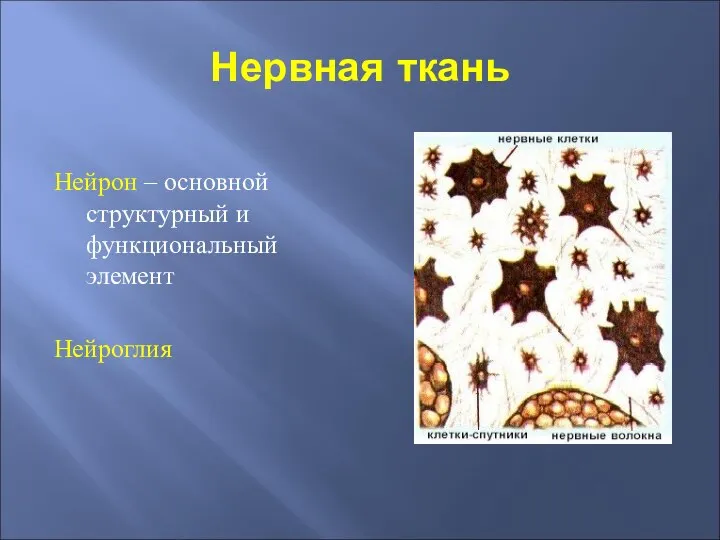 Нервная ткань Нейрон – основной структурный и функциональный элемент Нейроглия