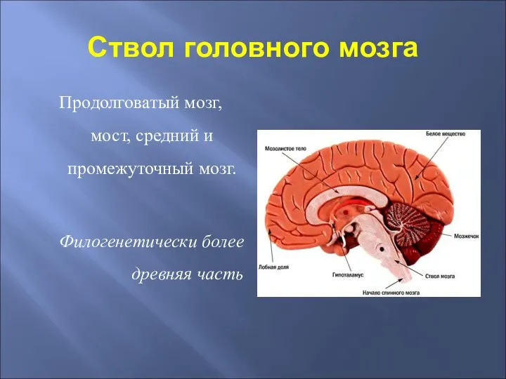 Ствол головного мозга Продолговатый мозг, мост, средний и промежуточный мозг. Филогенетически более древняя часть