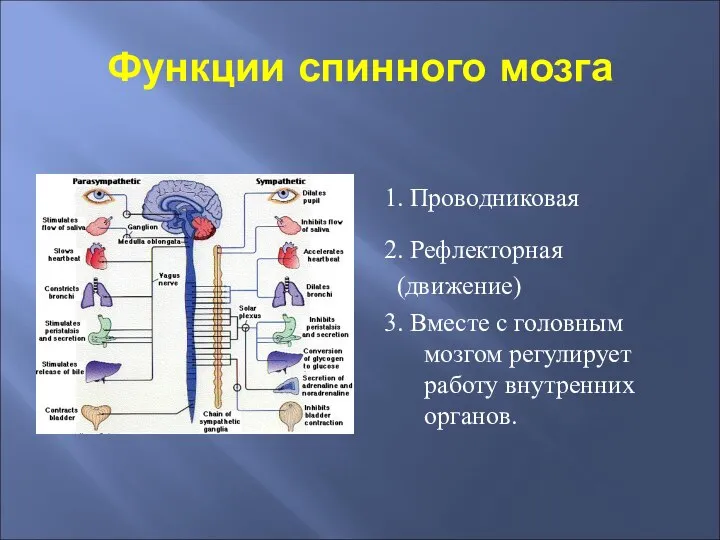Функции спинного мозга 1. Проводниковая 2. Рефлекторная (движение) 3. Вместе с головным