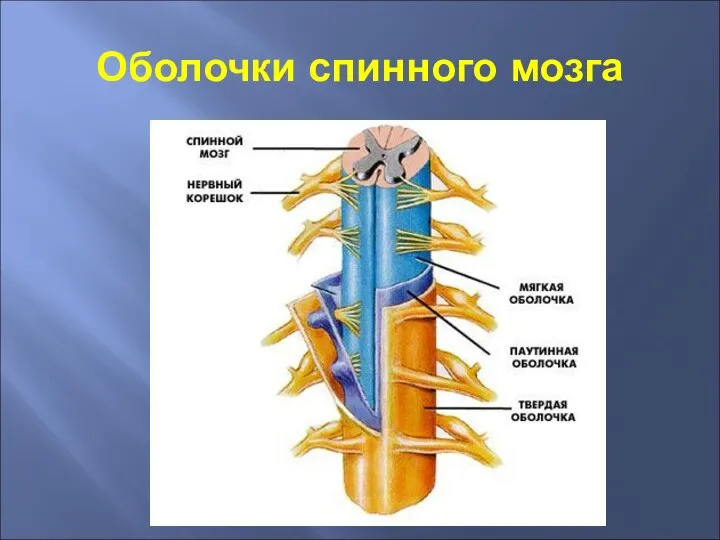 Оболочки спинного мозга