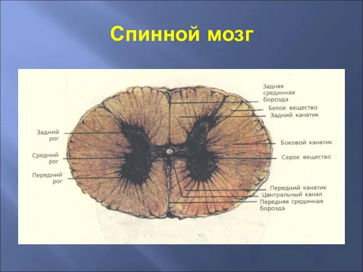 Спинной мозг