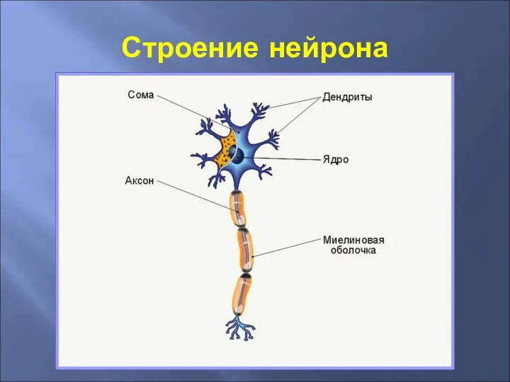 Строение нейрона