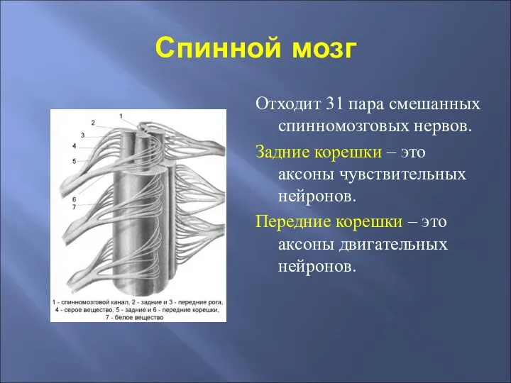 Спинной мозг Отходит 31 пара смешанных спинномозговых нервов. Задние корешки – это