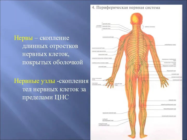 Нервы – скопление длинных отростков нервных клеток, покрытых оболочкой Нервные узлы -скопления