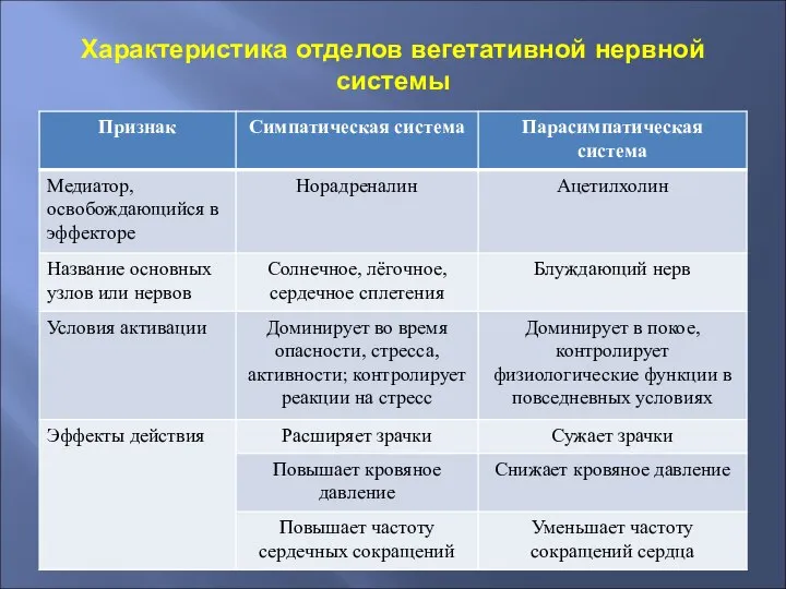 Характеристика отделов вегетативной нервной системы