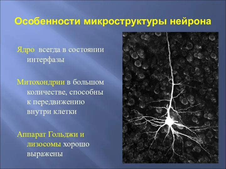 Особенности микроструктуры нейрона Ядро всегда в состоянии интерфазы Митохондрии в большом количестве,
