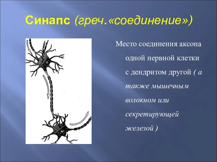 Синапс (греч.«соединение») Место соединения аксона одной нервной клетки с дендритом другой (