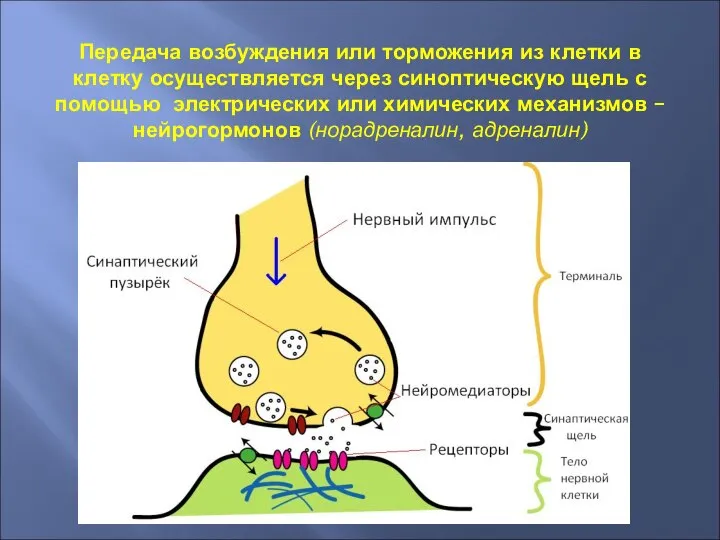 Передача возбуждения или торможения из клетки в клетку осуществляется через синоптическую щель