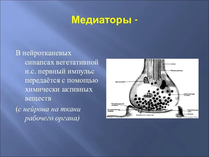 Медиаторы - В нейротканевых синапсах вегетативной н.с. нервный импульс передаётся с помощью