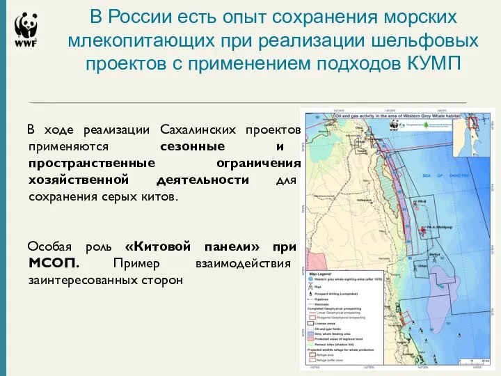 В России есть опыт сохранения морских млекопитающих при реализации шельфовых проектов с