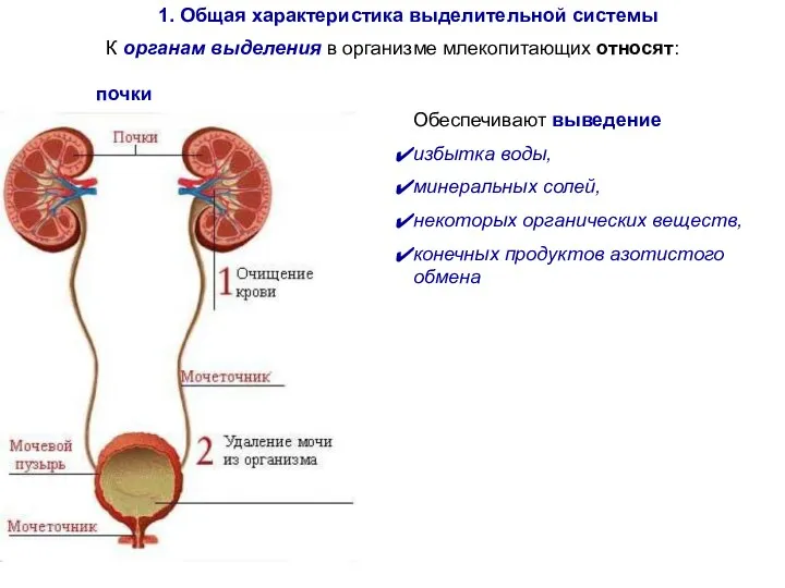 1. Общая характеристика выделительной системы К органам выделения в организме млекопитающих относят: