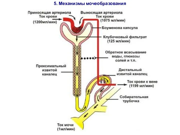 5. Механизмы мочеобразования