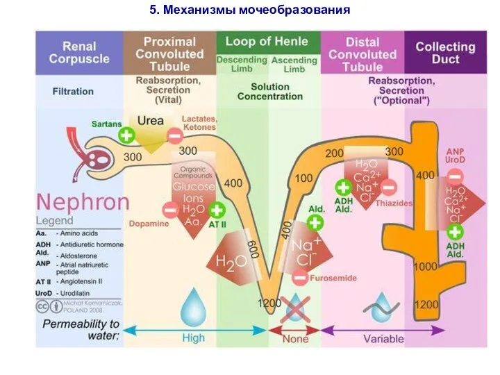 5. Механизмы мочеобразования