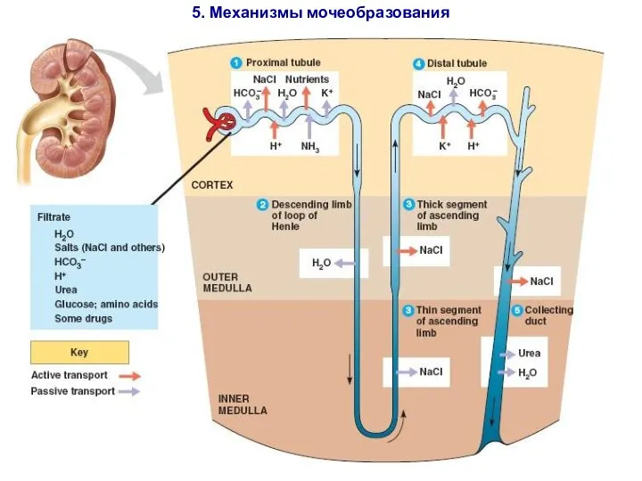 5. Механизмы мочеобразования