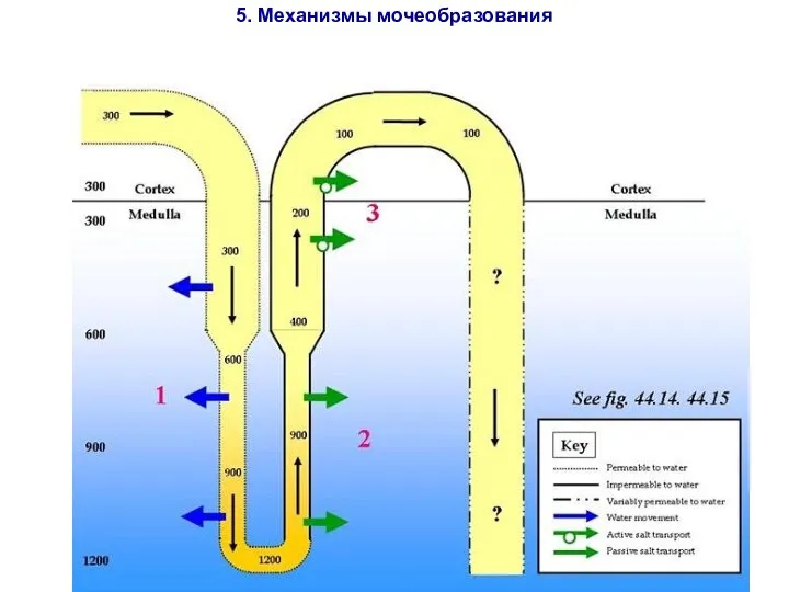 5. Механизмы мочеобразования