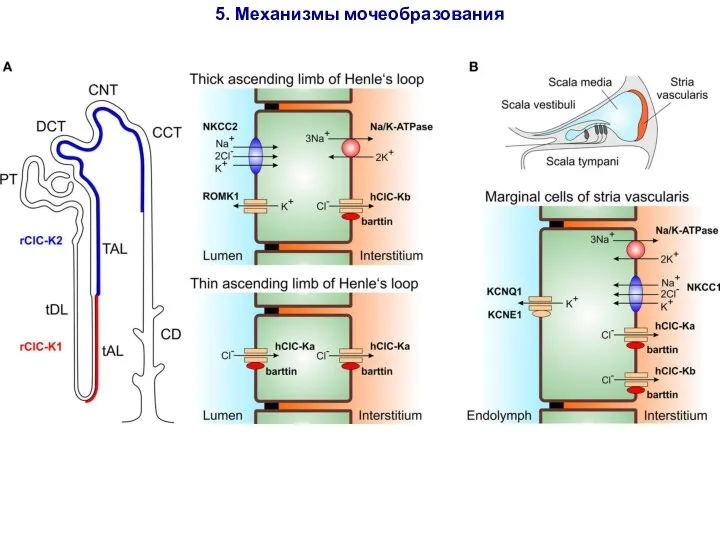 5. Механизмы мочеобразования