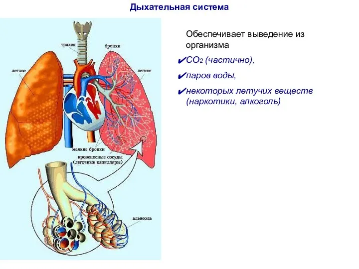 Дыхательная система Обеспечивает выведение из организма СО2 (частично), паров воды, некоторых летучих веществ (наркотики, алкоголь)