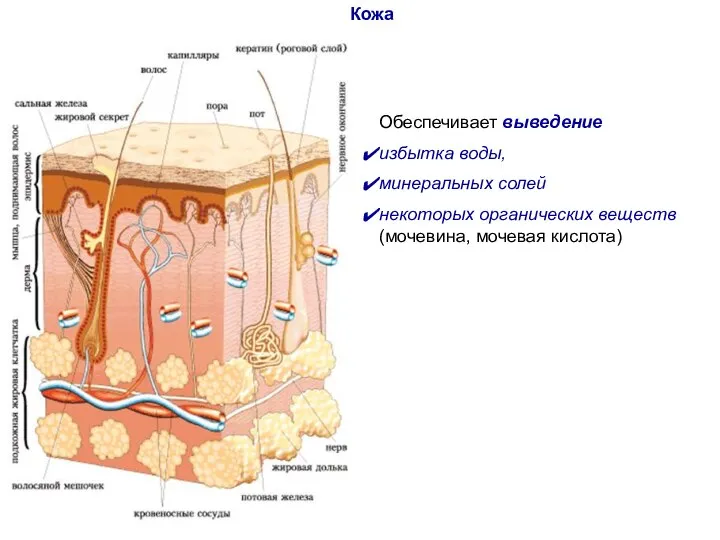 Кожа Обеспечивает выведение избытка воды, минеральных солей некоторых органических веществ (мочевина, мочевая кислота)