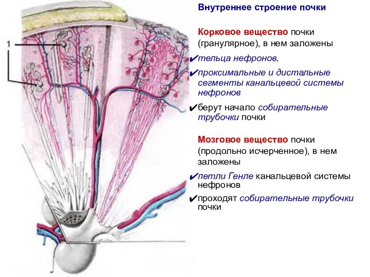 Внутреннее строение почки Корковое вещество почки (гранулярное), в нем заложены тельца нефронов,