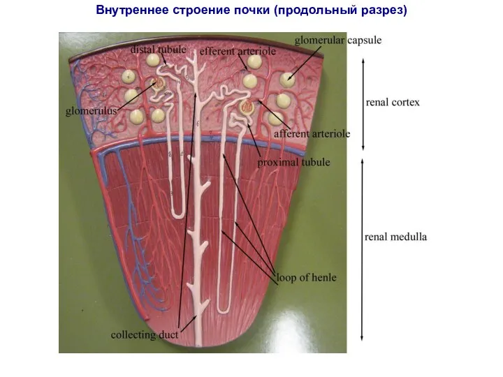 Внутреннее строение почки (продольный разрез)