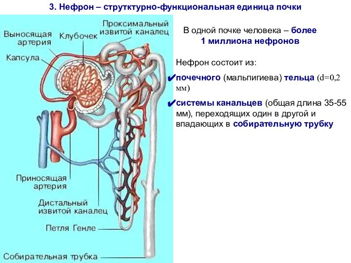 3. Нефрон – струтктурно-функциональная единица почки В одной почке человека – более
