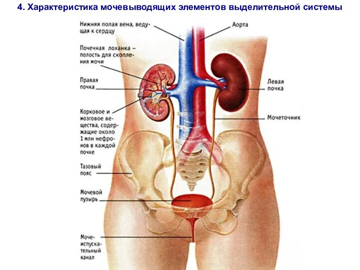 4. Характеристика мочевыводящих элементов выделительной системы