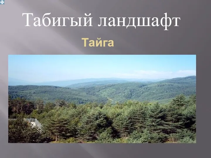 Тайга Табигый ландшафт